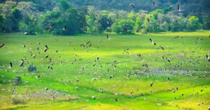 Rừng Lò Gò Xa Mát - vẻ đẹp bí ẩn của đại ngàn Tây Ninh