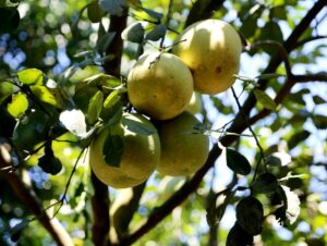 Thanh trà Huế - đặc sản trứ danh nổi tiếng miền cố đô